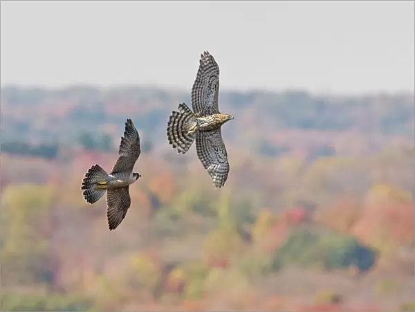Peregrine Falcon - chasing off a migration immature northern goshawk. Southern CT, October, USA
