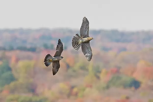 Peregrine Falcon - chasing off a migration immature northern goshawk. Southern CT, October, USA
