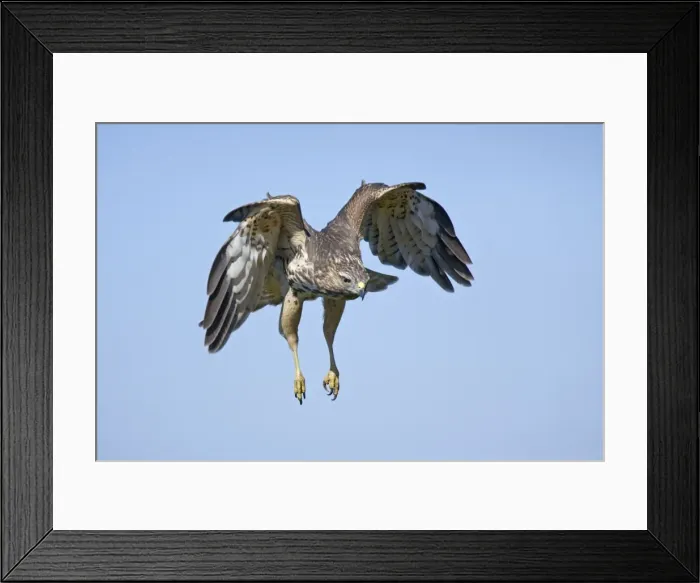 Framed Print : Red-shouldered Hawk - immature bird on CT ridge in September. USA Framed Print : Red-shouldered Hawk - immature bird on CT ridge in September. USA