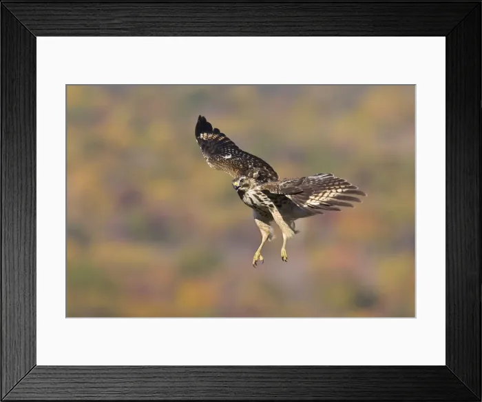 Framed Print : Red-shouldered Hawk - Immature. Fall migration, CT, November. USA Framed Print : Red-shouldered Hawk - Immature. Fall migration, CT, November. USA
