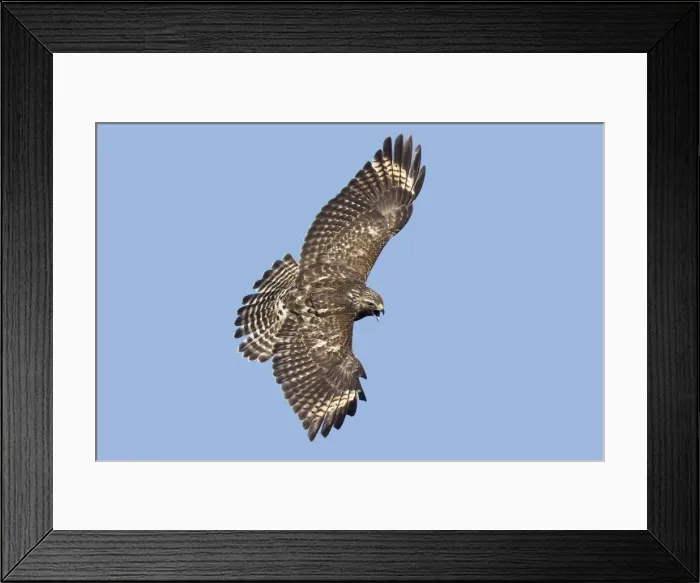 Framed Print : Red-shouldered Hawk. Immature in November during fall migration in CT Framed Print : Red-shouldered Hawk. Immature in November during fall migration in CT