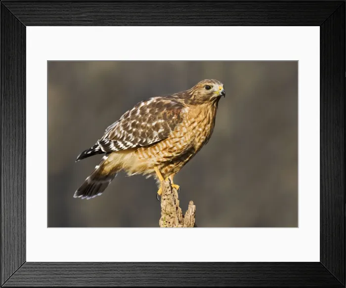 Framed Print : Red-shouldered Hawk - adult, CT, Nov, USA Framed Print : Red-shouldered Hawk - adult, CT, Nov, USA