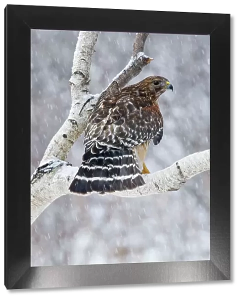 Red-shouldered Hawk - Adult bird in snowstorm. CT in Feb. USA