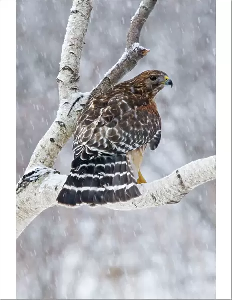 Red-shouldered Hawk - Adult bird in snowstorm. CT in Feb. USA