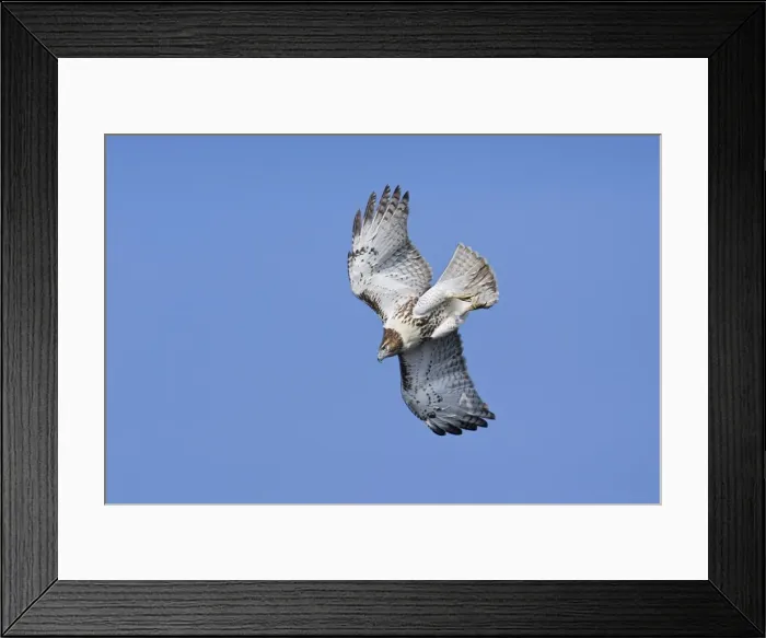 Framed Print : Red-tailed Hawk - Immature. USA Framed Print : Red-tailed Hawk - Immature. USA