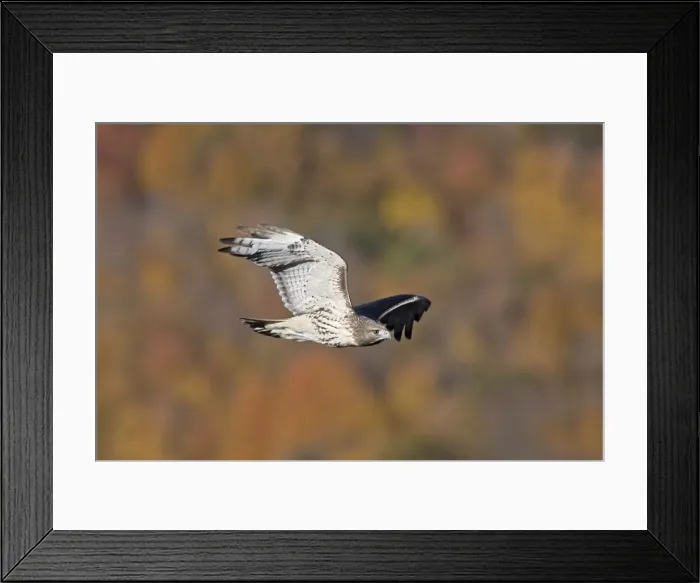 Framed Print : Red-tailed Hawk. Adult. CT in October - USA Framed Print : Red-tailed Hawk. Adult. CT in October - USA