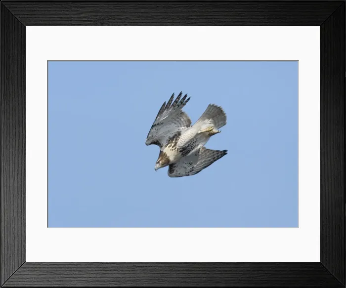 Framed Print : Red-tailed Hawk - Immature on CT ridge in October, USA Framed Print : Red-tailed Hawk - Immature on CT ridge in October, USA