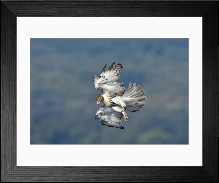 Framed Print : Red-tailed Hawk - Adult. USA Framed Print : Red-tailed Hawk - Adult. USA