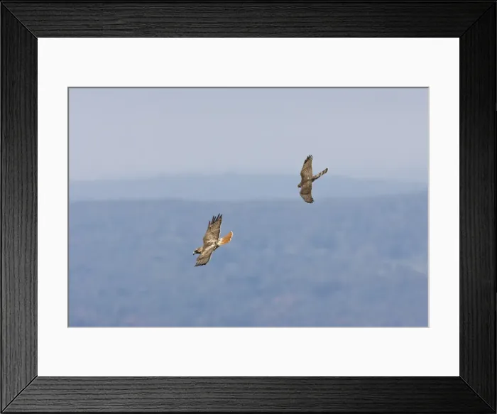 Framed Print : Red-tailed Hawk - adult being harrassed by juvenile Cooper's Hawk. USA Framed Print : Red-tailed Hawk - adult being harrassed by juvenile Cooper's Hawk. USA