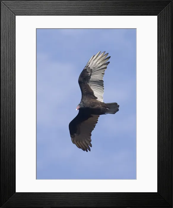 Framed Print : Turkey Vulture -October, CT, USA Framed Print : Turkey Vulture -October, CT, USA