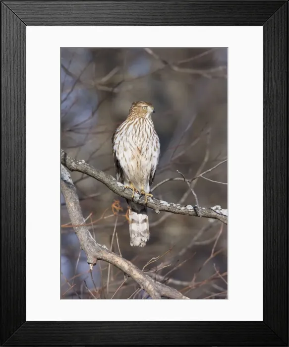 Framed Print : Cooper's Hawk - immature in first winter. Connecticut in January. Cape May, NJ Framed Print : Cooper's Hawk - immature in first winter. Connecticut in January. Cape May, NJ
