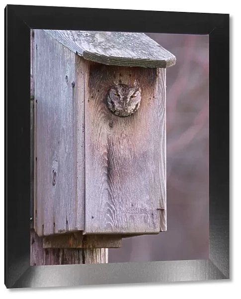 Eastern Screech-Owl - in owl box. January, CT