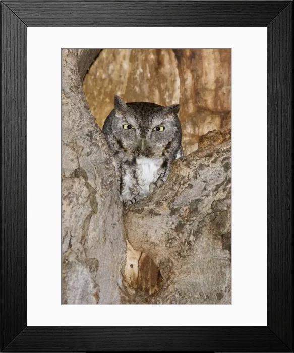 Framed Print : Eastern Screech-Owl CT in March Framed Print : Eastern Screech-Owl CT in March