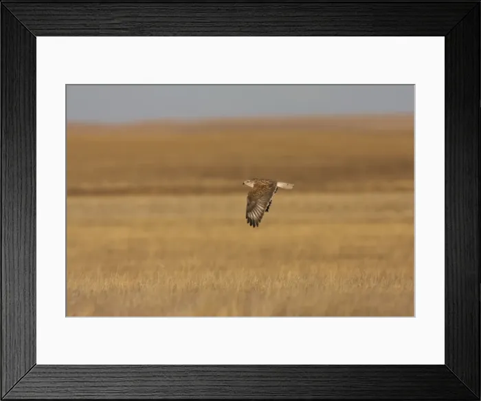 Framed Print : Ferruginous Hawk - in winter over typical grassland habitat. January in New Mexico Framed Print : Ferruginous Hawk - in winter over typical grassland habitat. January in New Mexico