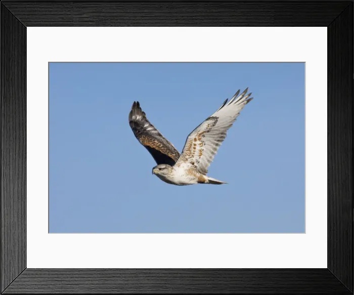 Framed Print : Ferruginous Hawk - in flight, in winter. Texas Panhandle, January Framed Print : Ferruginous Hawk - in flight, in winter. Texas Panhandle, January