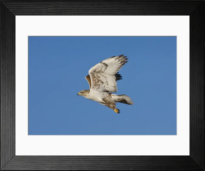Framed Print : Ferruginous Hawk - Texas Panhandle, winter. January Framed Print : Ferruginous Hawk - Texas Panhandle, winter. January