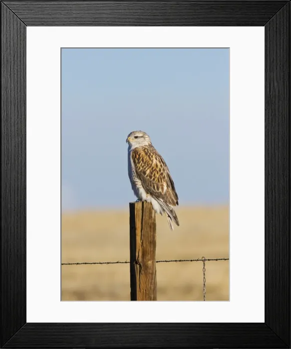 Framed Print : Ferruginous Hawk - in winter. New Mexico, February Framed Print : Ferruginous Hawk - in winter. New Mexico, February