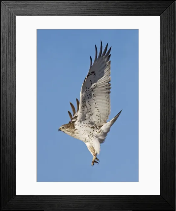 Framed Print : Ferruginous Hawk - in flight, in winter. Texas Panhandle, January