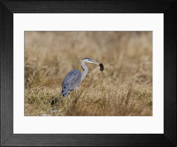 Framed Print : Great Blue Heron - hunting voles in winter field. January, CT Framed Print : Great Blue Heron - hunting voles in winter field. January, CT