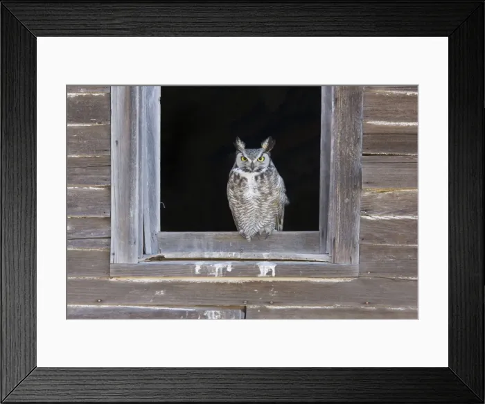 Framed Print : Great Horned Owl - roosting in abandoned farmhouse. New Mexico in February Framed Print : Great Horned Owl - roosting in abandoned farmhouse. New Mexico in February