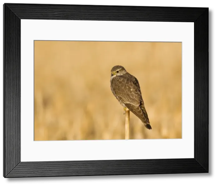 Framed Print : Merlin - in winter. Texas Panhandle, February Framed Print : Merlin - in winter. Texas Panhandle, February
