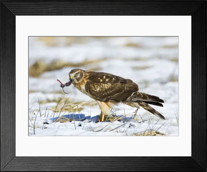 Framed Print : Northern Harrier - first winter male in winter. January, CT Framed Print : Northern Harrier - first winter male in winter. January, CT