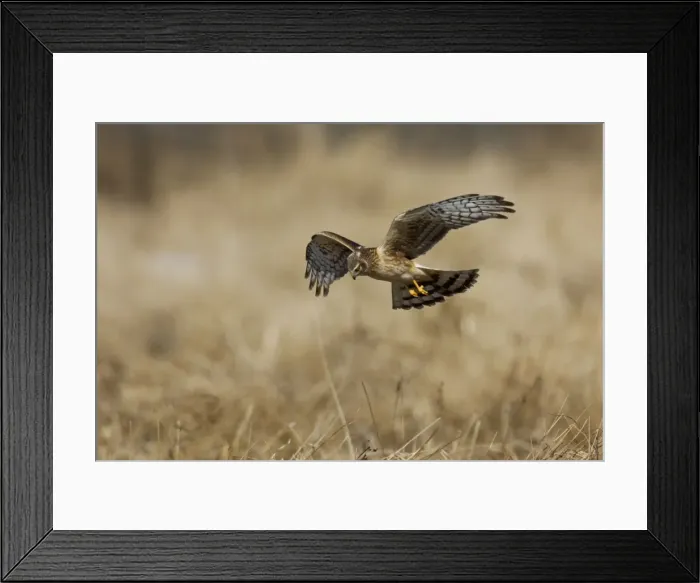 Framed Print : Northern Harrier in flight - immature male in winter. January, CT Framed Print : Northern Harrier in flight - immature male in winter. January, CT