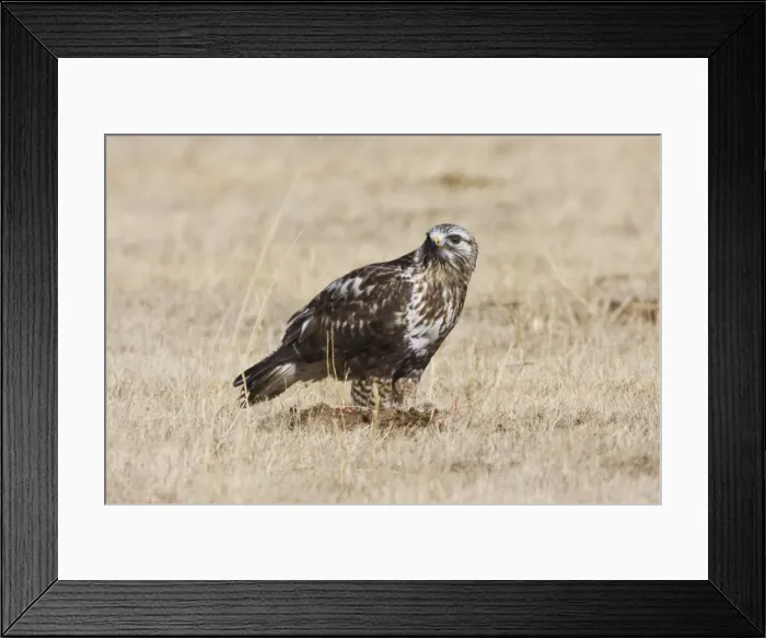 Framed Print : Rough-legged Hawk New Mexico in February