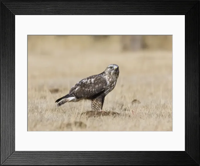 Framed Print : Rough-legged Hawk New Mexico in February Framed Print : Rough-legged Hawk New Mexico in February