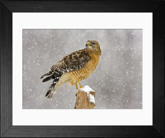 Framed Print : Red-shouldered Hawk - adult in snow storm. Connecticut in February Framed Print : Red-shouldered Hawk - adult in snow storm. Connecticut in February