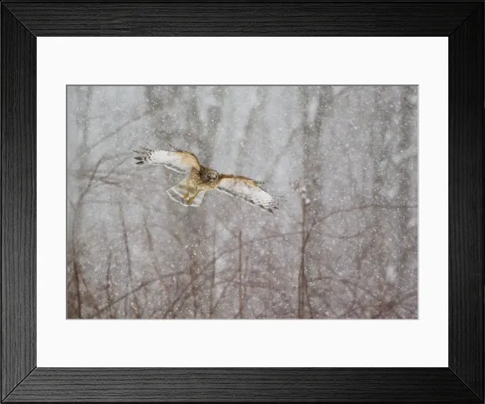 Framed Print : Red-shouldered Hawk - adult in flight during snow storm. Connecticut in February Framed Print : Red-shouldered Hawk - adult in flight during snow storm. Connecticut in February