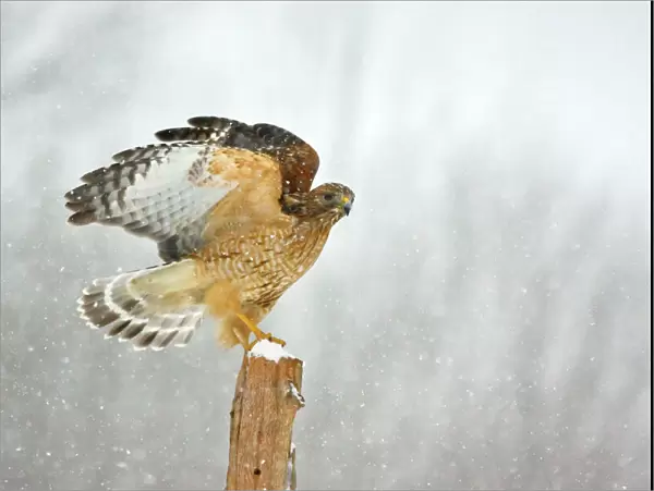 Red-shouldered Hawk - in snowstorm. Connecticut in February