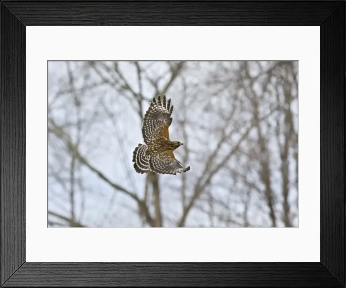 Framed Print : Red-shouldered Hawk - adult in flight. CT in March Framed Print : Red-shouldered Hawk - adult in flight. CT in March