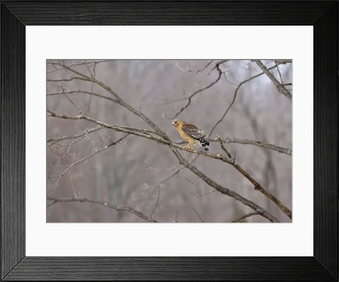 Framed Print : Red-shouldered Hawk - adult bird. CT in March Framed Print : Red-shouldered Hawk - adult bird. CT in March