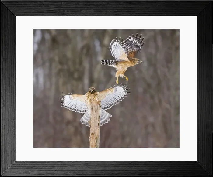 Framed Print : Red-shouldered Hawk - paired adults. Female landing, male taking off. CT in March Framed Print : Red-shouldered Hawk - paired adults. Female landing, male taking off. CT in March