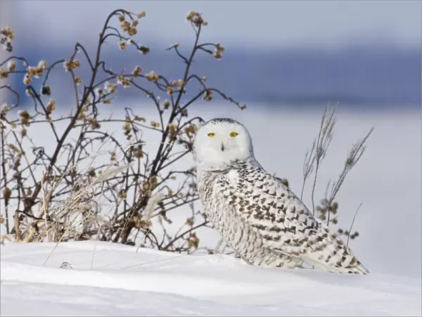 Snowy Owl - in winter. Ontario, Canada