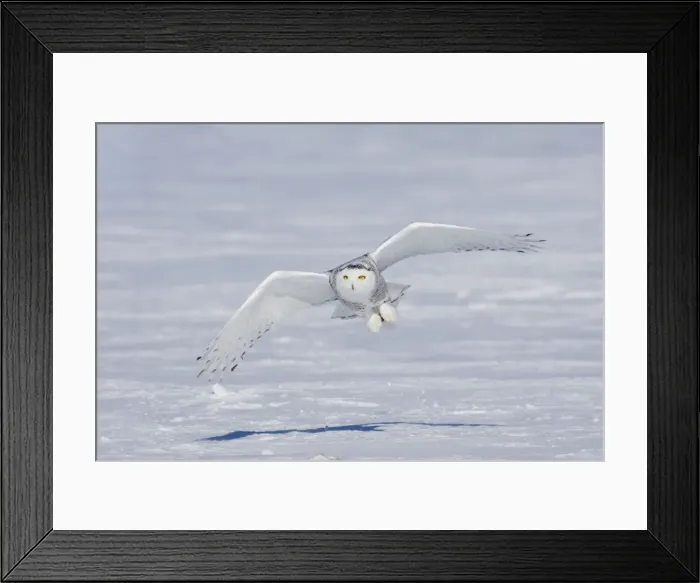 Framed Print : Snowy Owl - in flight Ontario, Canada in February Framed Print : Snowy Owl - in flight Ontario, Canada in February