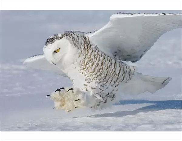 Snowy Owl - in flight Ontario, Canada in February