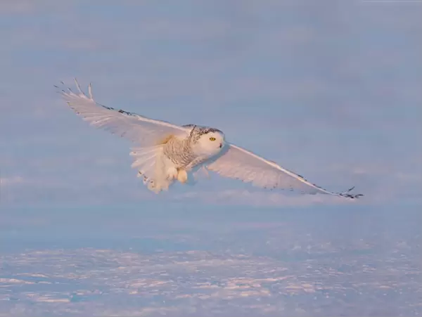 Snowy Owl - in flight Ontario, Canada in February