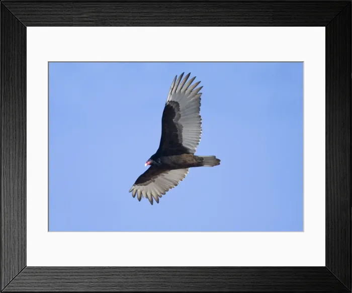 Framed Print : Turkey Vulture Connecticut in January Framed Print : Turkey Vulture Connecticut in January