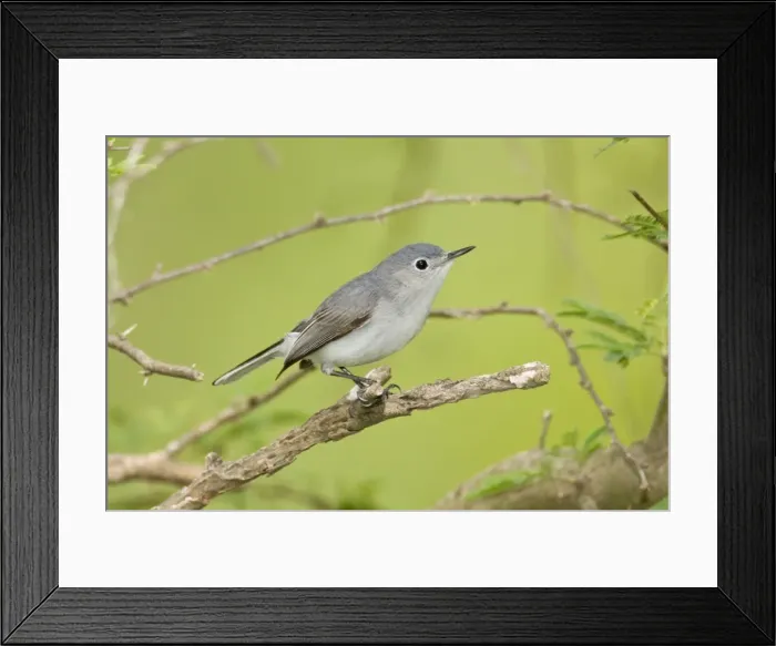 Framed Print : Blue-gray Gnatcatcher Framed Print : Blue-gray Gnatcatcher