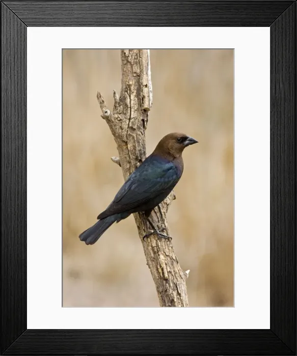 Framed Print : Brown-headed Cowbird - male Framed Print : Brown-headed Cowbird - male