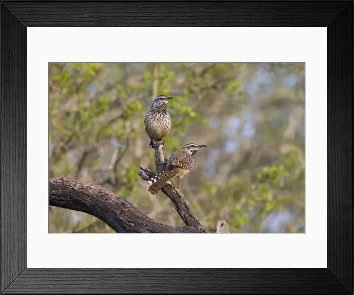 Framed Print : Cactus Wren Framed Print : Cactus Wren