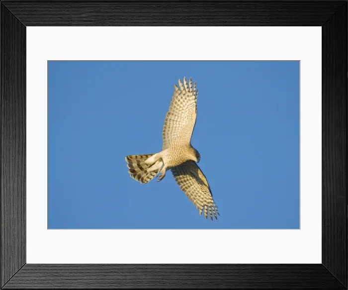 Framed Print : Cooper's Hawk - adult. During fall migration in October Cape May, NJ Framed Print : Cooper's Hawk - adult. During fall migration in October Cape May, NJ