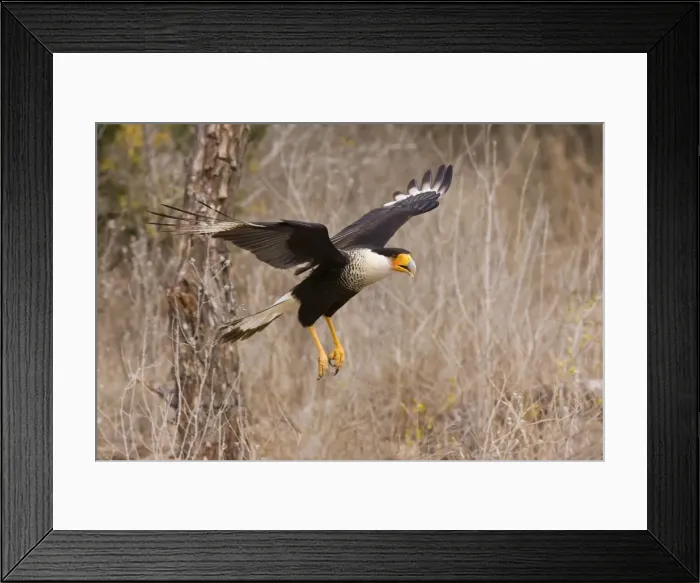 Framed Print : Crested Caracara - in flight South Texas in March Framed Print : Crested Caracara - in flight South Texas in March