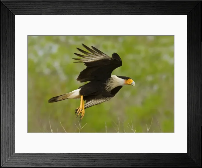 Framed Print : Crested Caracara - in flight South Texas in March Framed Print : Crested Caracara - in flight South Texas in March