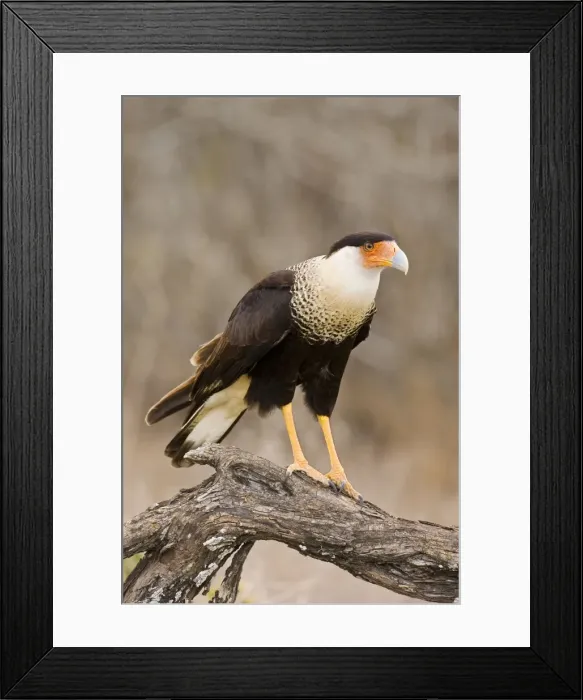 Framed Print : Crested Caracara South Texas in March Framed Print : Crested Caracara South Texas in March