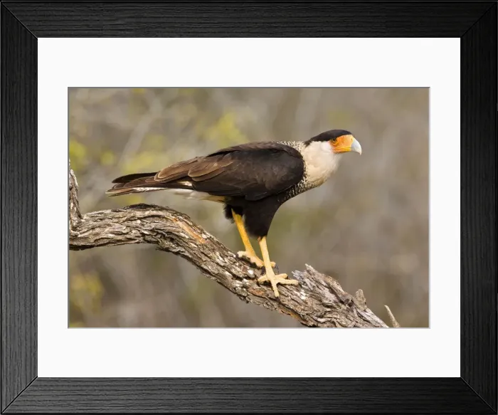 Framed Print : Crested Caracara South Texas in March Framed Print : Crested Caracara South Texas in March