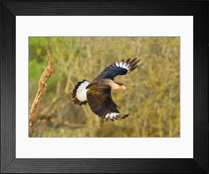 Framed Print : Crested Caracara - in flight South Texas in March Framed Print : Crested Caracara - in flight South Texas in March