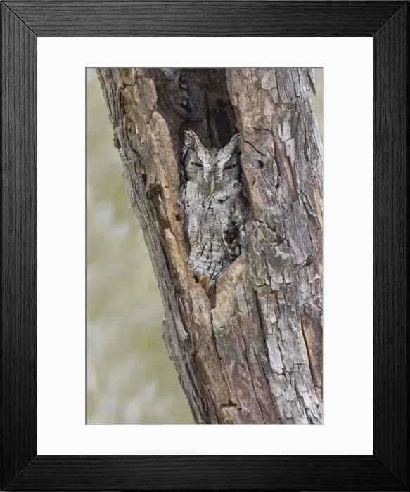 Framed Print : Eastern Screech-Owl - Texas subspecies Megascops asio mccallii. South Texas Framed Print : Eastern Screech-Owl - Texas subspecies Megascops asio mccallii. South Texas